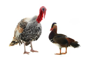  Türkiye ve erkek mandarin ördeği