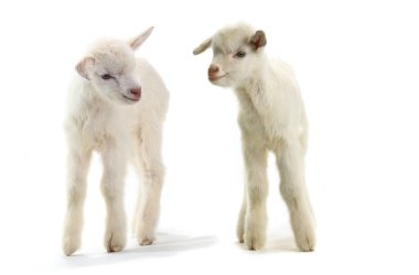 beyaz izole iki keçi çocuk (7 gün)