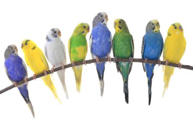 budgerigars australian parakeets clipart