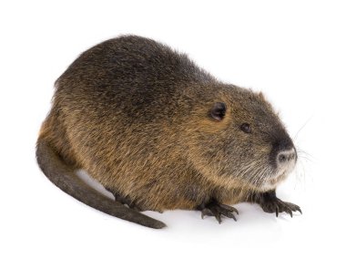 Coypu (myocastor adatavşanları) 
