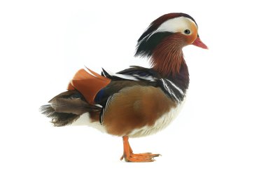 Erkek Mandarin ördeği