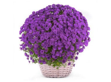 Beyaz izole krizantem 