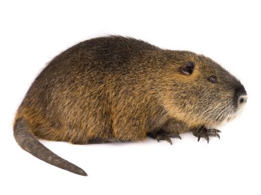 Coypu (myocastor adatavşanları) 