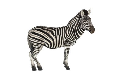 Zebra  a on white