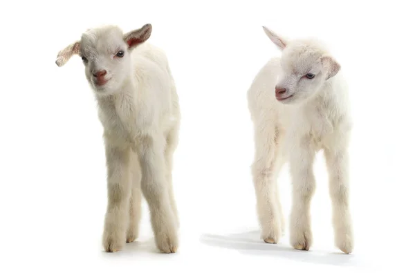 Due capre capretto (7 giorni) isolato su bianco — Foto Stock