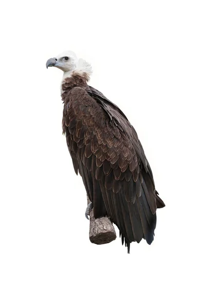 Griffon vulture on a white — Stock Photo, Image
