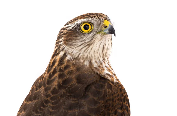 Portretten falcon op een wit — Stockfoto