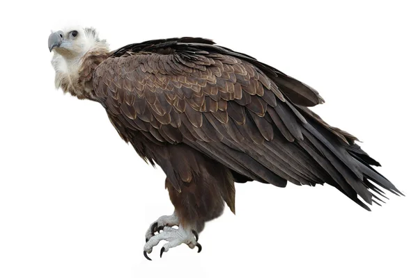 Avvoltoio grifone su un bianco — Foto Stock