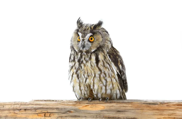 Owl on a white background — Stock Photo, Image