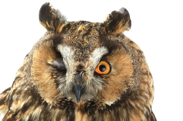 A portrait owl — Stock Photo, Image