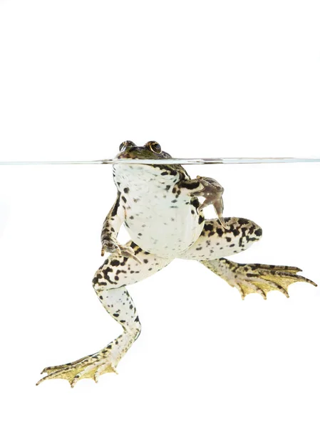 Frog in water — Stock Photo, Image