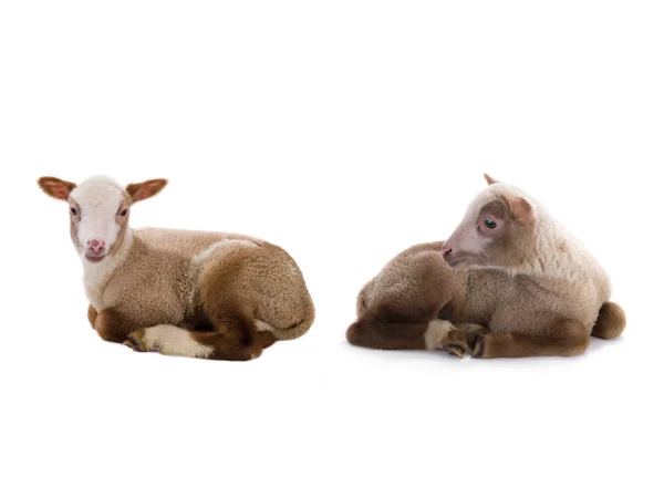 Twee schapen op een wit — Stockfoto