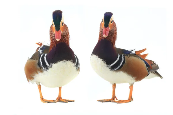 Dwie kaczki mandarynki — Zdjęcie stockowe