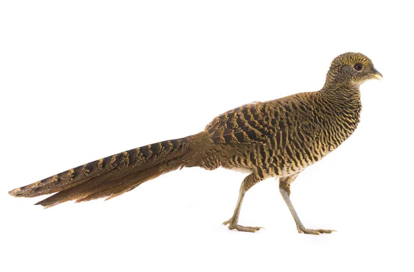 Female pheasant gold — Stock Photo, Image