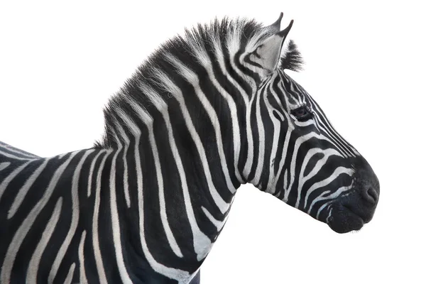 Зебра на белом — стоковое фото