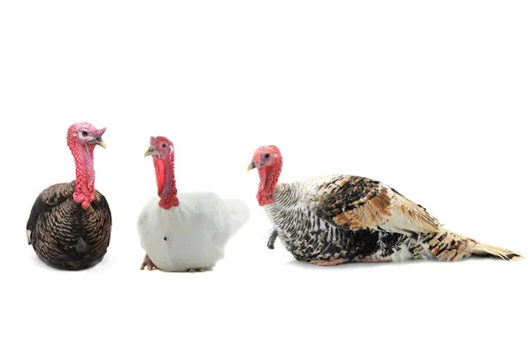 Tres pollas de pavo sobre un blanco — Foto de Stock