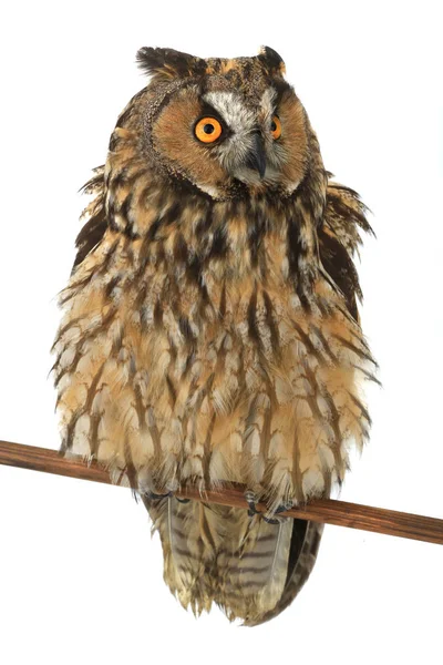 Owl on a white background — Stock Photo, Image