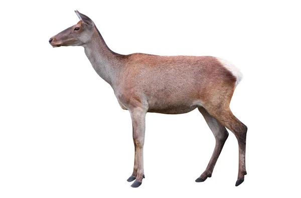 Deer isolated on a white — Stock Photo, Image