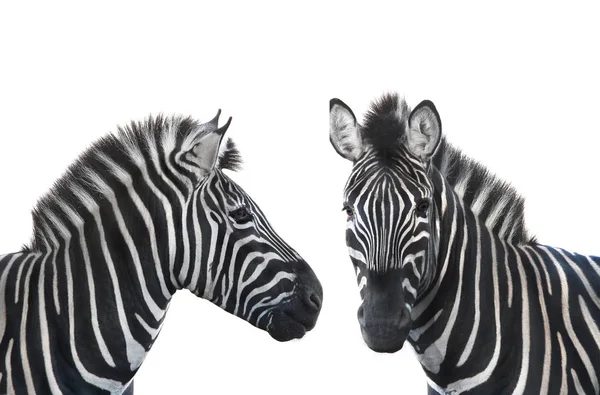 Två porträtt zebra — Stockfoto