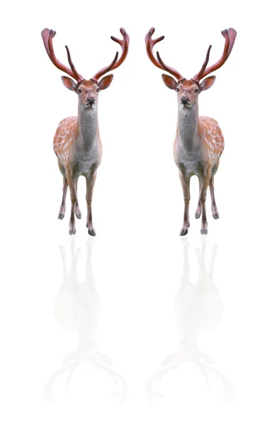 Dos ciervos aislados en blanco — Foto de Stock