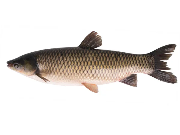 Grass carp on white — Stock Photo, Image