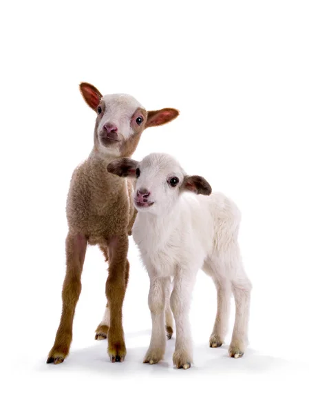 Dwie owce na białym — Zdjęcie stockowe