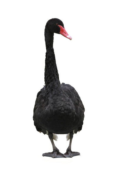  black swan isolated on a white 