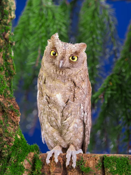 Owl sits on a tree — Stock Photo, Image