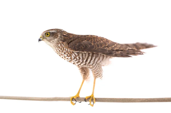 Falcon izolovaných na bílém — Stock fotografie