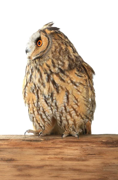Owl  on a white — Stock Photo, Image
