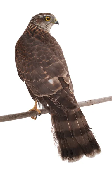 Falcon isolerad på en vit — Stockfoto