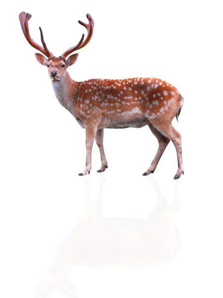 白い背景で隔離の鹿 — ストック写真