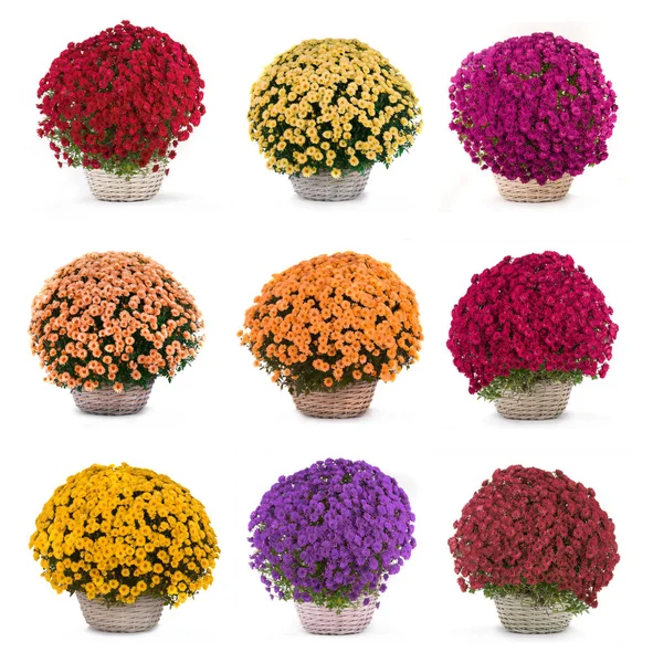 Tipos de ramos de los crisantemos — Foto de Stock