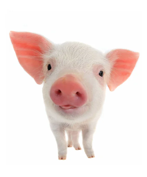 Porco com linguagem em um fundo branco — Fotografia de Stock