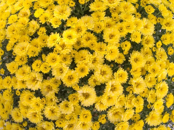 Kytice žlutá chryzantéum — Stock fotografie