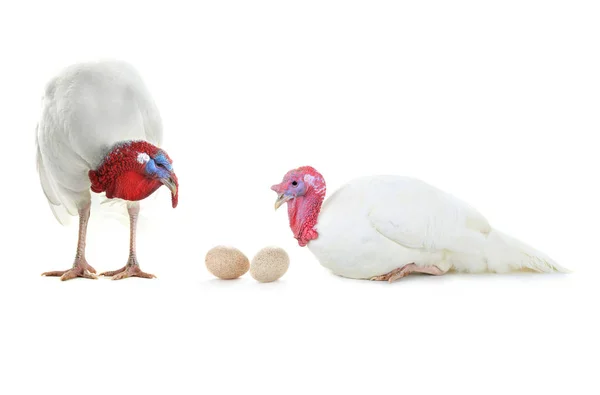 Turkeys and eggs  isolated on a white — Stock Photo, Image