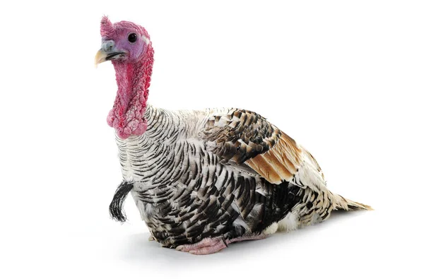 Turkije-hanen grijs — Stockfoto