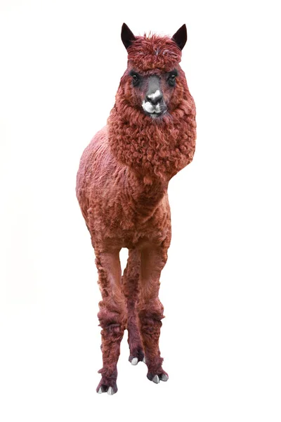 Beyaz izole lama — Stok fotoğraf