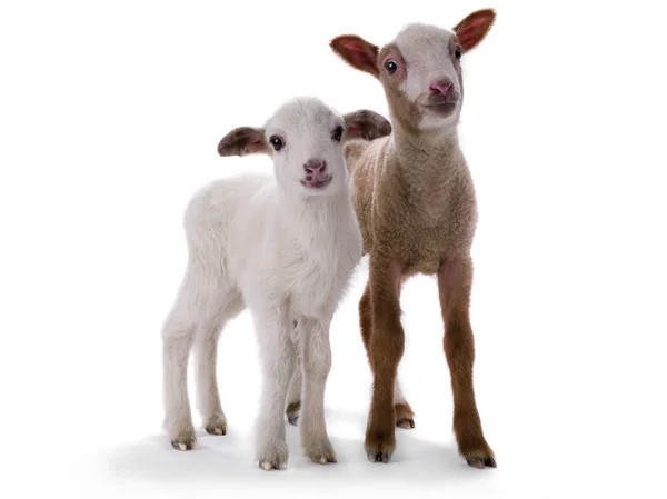 Dvě ovce na bílé — Stock fotografie