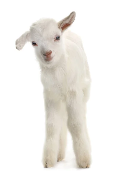 White goat kid ( 7 day ) — Stok fotoğraf