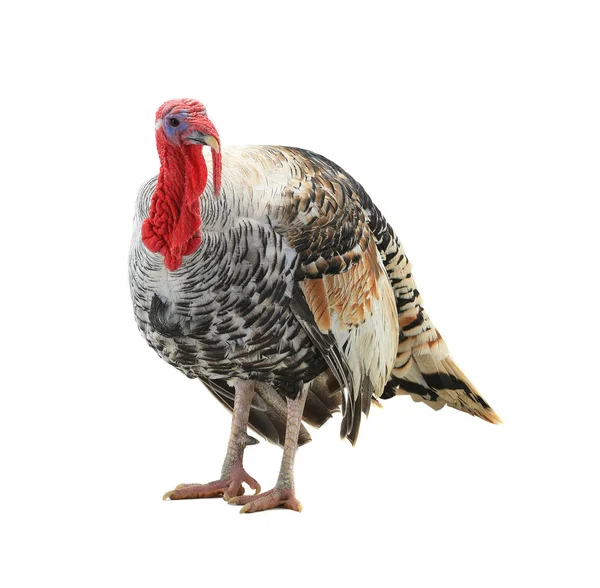 Turkey-cocks gray — Stock Photo, Image