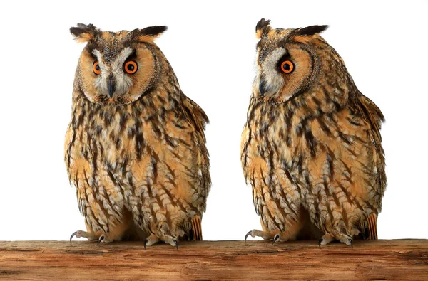 Two owl  on a white — Stock Photo, Image