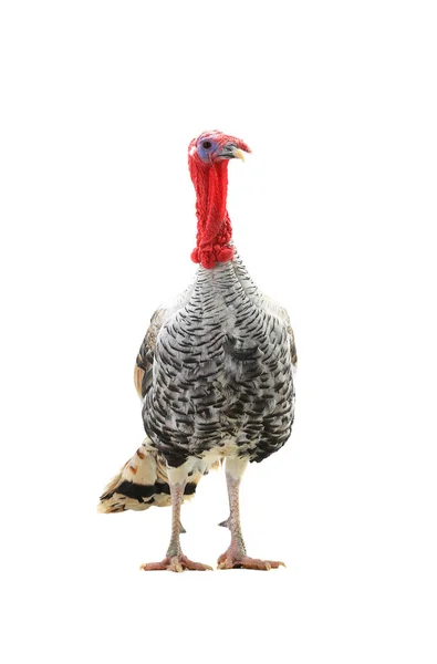 Orgulloso pavo-polla — Foto de Stock
