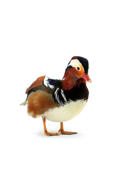 Canard mandarin mâle — Photo