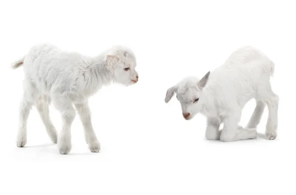Два козла детские — стоковое фото