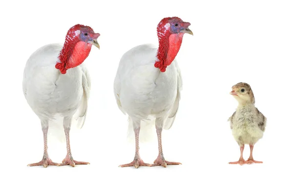 Two Turkeys  and chicken  isolated on a whit — Stock Photo, Image