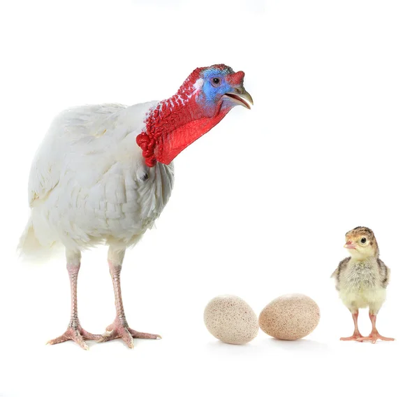 Turecko, Turecko kuře a vejce — Stock fotografie