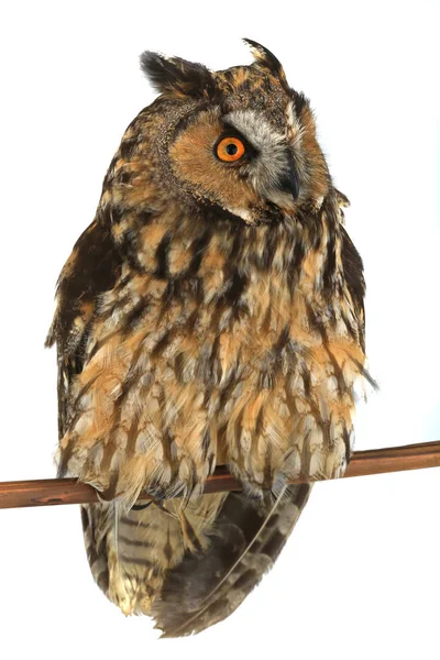 Owl on a white background — Stock Photo, Image