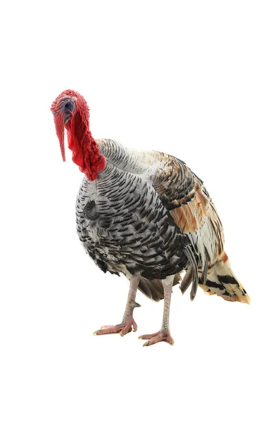 Orgulloso pavo-polla —  Fotos de Stock