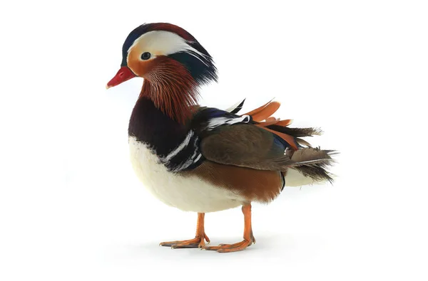 Canard mandarin mâle — Photo